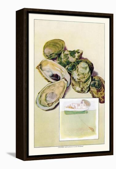 Oysters-null-Framed Stretched Canvas