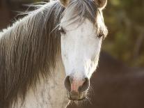 Horse in the Field IV-Ozana Sturgeon-Photographic Print