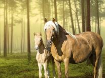 Horse in the Field II-Ozana Sturgeon-Photographic Print