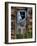 Ozz-Jim Crotty-Framed Photographic Print