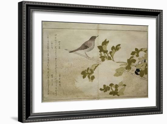 P.332-1946 Vol.2 F.2 Manchurian Great Tit and a Robin, from an Album 'Birds Compared in Humorous…-Kitagawa Utamaro-Framed Giclee Print