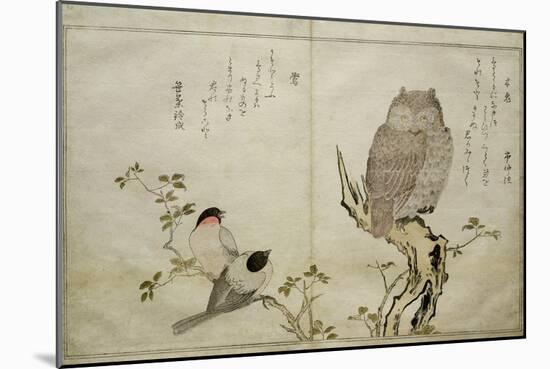 P.332-1946 Vol.2 F.4 an Owl and Two Eastern Bullfinches, from an Album 'Birds Compared in…-Kitagawa Utamaro-Mounted Giclee Print