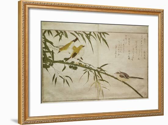 P.332-1946 Vol.2 F.6 Long-Tailed Tit and Three White Eyes, from an Album 'Birds Compared in…-Kitagawa Utamaro-Framed Giclee Print