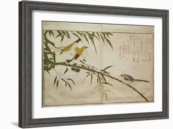 P.332-1946 Vol.2 F.6 Long-Tailed Tit and Three White Eyes, from an Album 'Birds Compared in…-Kitagawa Utamaro-Framed Giclee Print