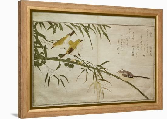 P.332-1946 Vol.2 F.6 Long-Tailed Tit and Three White Eyes, from an Album 'Birds Compared in…-Kitagawa Utamaro-Framed Premier Image Canvas