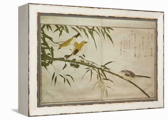 P.332-1946 Vol.2 F.6 Long-Tailed Tit and Three White Eyes, from an Album 'Birds Compared in…-Kitagawa Utamaro-Framed Premier Image Canvas