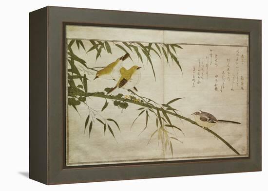 P.332-1946 Vol.2 F.6 Long-Tailed Tit and Three White Eyes, from an Album 'Birds Compared in…-Kitagawa Utamaro-Framed Premier Image Canvas