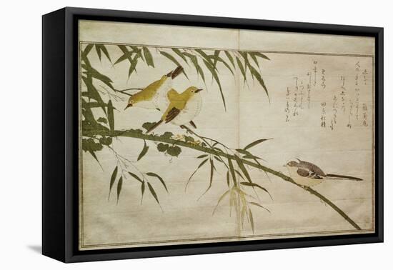 P.332-1946 Vol.2 F.6 Long-Tailed Tit and Three White Eyes, from an Album 'Birds Compared in…-Kitagawa Utamaro-Framed Premier Image Canvas