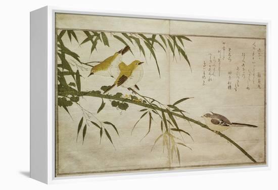 P.332-1946 Vol.2 F.6 Long-Tailed Tit and Three White Eyes, from an Album 'Birds Compared in…-Kitagawa Utamaro-Framed Premier Image Canvas