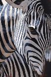 Zebra Stripes-P^ Charles-Mounted Art Print