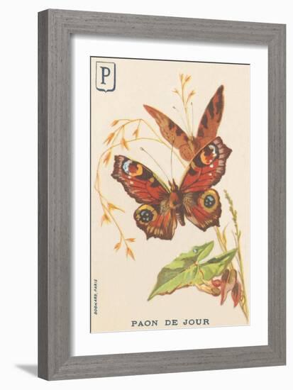 P: Day Peacock (Inachis Io or Vanessa Io or Day Peacock)-French School-Framed Giclee Print