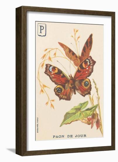 P: Day Peacock (Inachis Io or Vanessa Io or Day Peacock)-French School-Framed Giclee Print