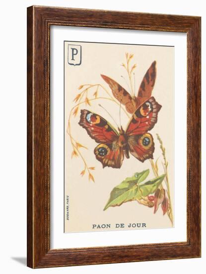 P: Day Peacock (Inachis Io or Vanessa Io or Day Peacock)-French School-Framed Giclee Print