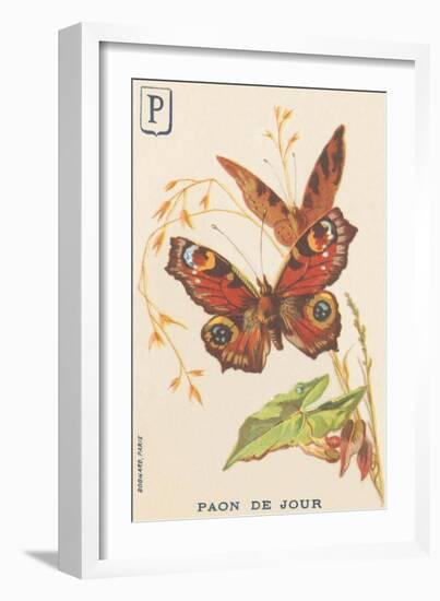 P: Day Peacock (Inachis Io or Vanessa Io or Day Peacock)-French School-Framed Giclee Print