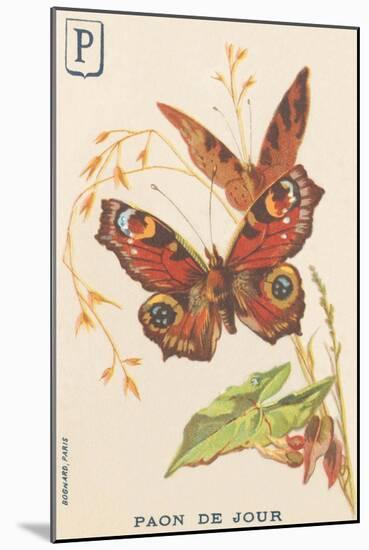 P: Day Peacock (Inachis Io or Vanessa Io or Day Peacock)-French School-Mounted Giclee Print