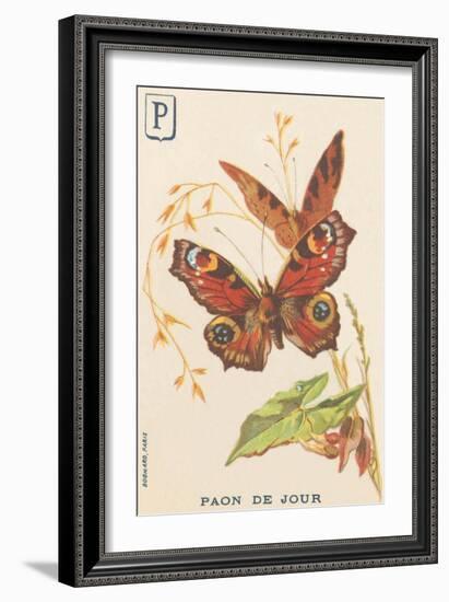 P: Day Peacock (Inachis Io or Vanessa Io or Day Peacock)-French School-Framed Giclee Print