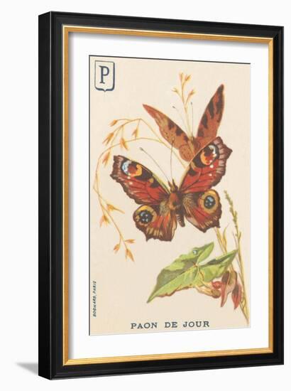 P: Day Peacock (Inachis Io or Vanessa Io or Day Peacock)-French School-Framed Giclee Print