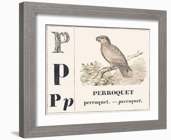 P for Parroquet, 1850 (Engraving)-Louis Simon (1810-1870) Lassalle-Framed Giclee Print