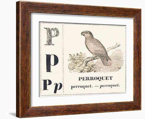 P for Parroquet, 1850 (Engraving)-Louis Simon (1810-1870) Lassalle-Framed Giclee Print