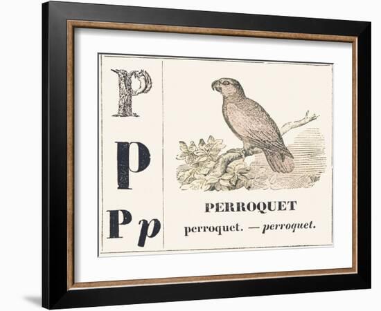 P for Parroquet, 1850 (Engraving)-Louis Simon (1810-1870) Lassalle-Framed Giclee Print