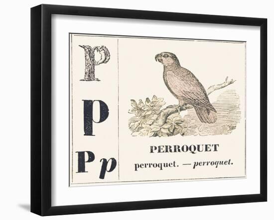 P for Parroquet, 1850 (Engraving)-Louis Simon (1810-1870) Lassalle-Framed Giclee Print