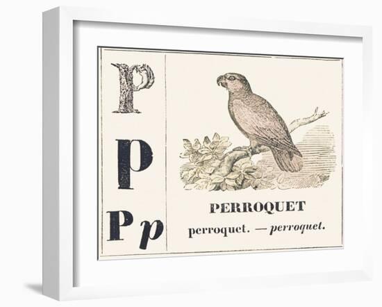 P for Parroquet, 1850 (Engraving)-Louis Simon (1810-1870) Lassalle-Framed Giclee Print