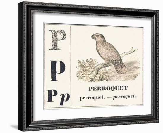 P for Parroquet, 1850 (Engraving)-Louis Simon (1810-1870) Lassalle-Framed Giclee Print