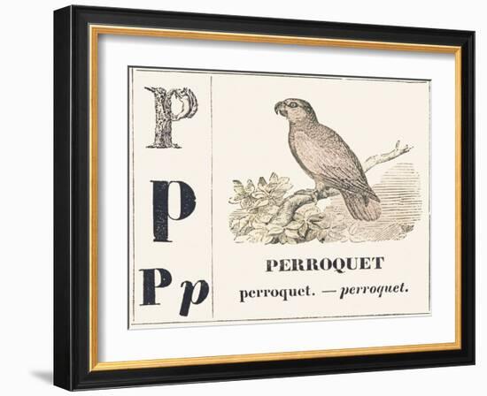 P for Parroquet, 1850 (Engraving)-Louis Simon (1810-1870) Lassalle-Framed Giclee Print