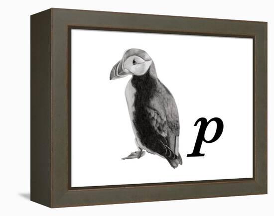 P is for Puffin-Stacy Hsu-Framed Stretched Canvas