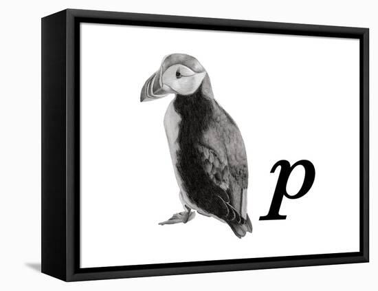 P is for Puffin-Stacy Hsu-Framed Stretched Canvas