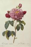 Rosa Gallica Aureliansis - La Duchesse D'Orleans. from 'Les Roses'-P.J. and C.A. Redoute and Thory-Giclee Print