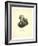 P.J. Barthez / Pigueron.-null-Framed Giclee Print
