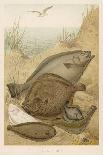Group of Mixed Flat Fish: Halibut Turbot Flounder Plaice and Sole-P. J. Smit-Mounted Art Print