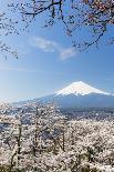 Blossoming Cherry Trees in the Hills of Fujiyoshida in Front of Snowy Mount Fuji-P. Kaczynski-Photographic Print