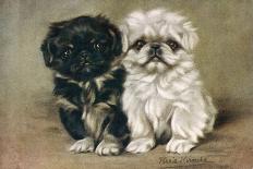 Black and a White Pekingese Puppy Sit Close Together-P. Kirmse-Art Print