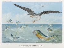 An Albatross at Sea Preying on Flying Fish-P. Lackerbauer-Art Print