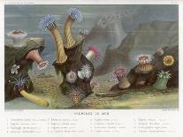 Duvernoy's Synapte and Other Deep Sea Creatures-P. Lackerbauer-Art Print