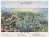 Various Seaweed and Other Submarine Flora-P. Lackerbauer-Art Print