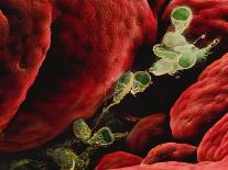 Coloured SEM of Giardia Lamblia In Human Intestine-P.m. Motta-Photographic Print