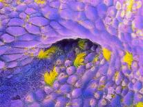 False-colour SEM of Human Sperm In the Uterus-P.m. Motta-Photographic Print