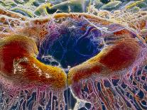 False-colour SEM of Cell Structure of Liver Lobule-P. Motta-Framed Photographic Print