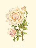 Victorian Rose IV-P^ Seguin-Bertault-Stretched Canvas