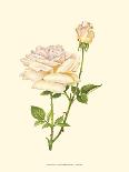 Victorian Rose III-P^ Seguin-Bertault-Stretched Canvas