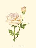 Victorian Rose III-P^ Seguin-Bertault-Premium Giclee Print