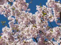 Cherry Tree in Full Blossom, Munich, Germany, Europe-P. Widmann-Photographic Print