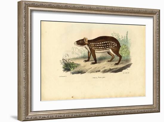 Paca, 1863-79-Raimundo Petraroja-Framed Giclee Print