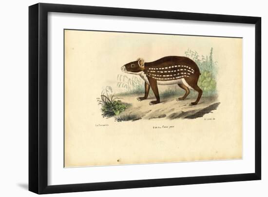 Paca, 1863-79-Raimundo Petraroja-Framed Giclee Print