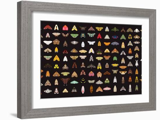 Pachanga Moths from Ecuador-Belen Mena-Framed Giclee Print