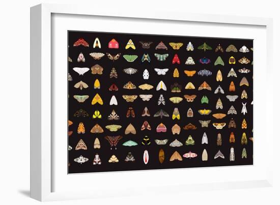 Pachanga Moths from Ecuador-Belen Mena-Framed Giclee Print