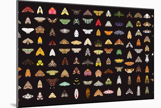 Pachanga Moths from Ecuador-Belen Mena-Mounted Giclee Print